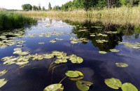 водно-болотные угодья Поозерья – гордость Смоленщины - фото - 3
