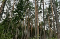 поиск агрогенной метки в сосновых лесах нацпарка «Смоленское Поозерье» - почвенно-зоологический этап исследований - фото - 9
