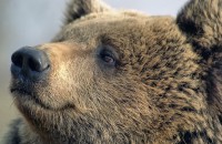 13 декабря – международный день медведя - фото - 3
