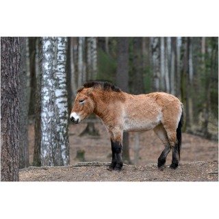 К лошадям Пржевальского - фото - 7